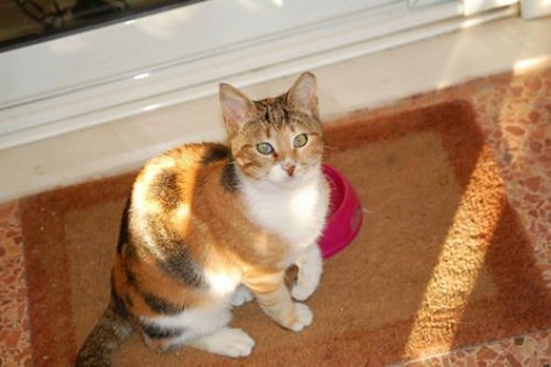 Χάθηκε καφέ-μαύρη γάτα, Άλιμος