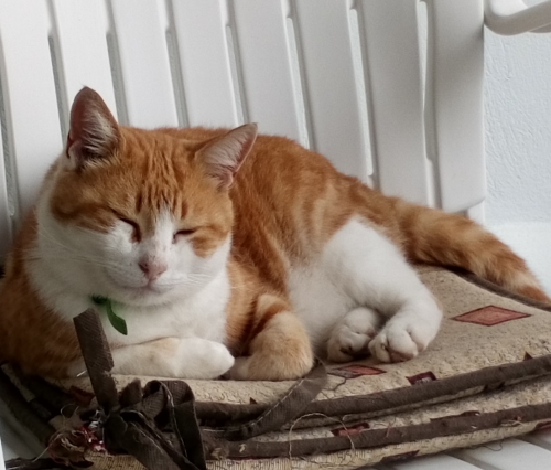 Χάθηκε ο Κανελής