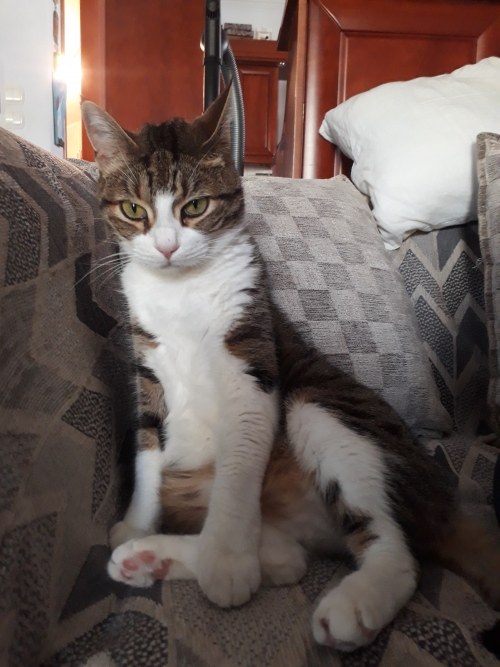 ΧΑΘΗΚΕ Ο ΔΙΑΣ