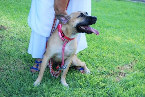 ΜΠΡΙΖΙΤ (πρός υιοθεσία) microchip 941000022337410