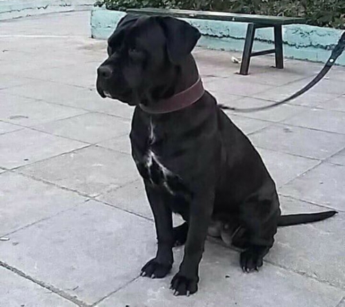 &Chi;ά&theta;&eta;&kappa;&epsilon; &mu;&alpha;ύ&rho;&omicron; &Pi;ί&tau;&mu;&pi;&omicron;&upsilon;&lambda;, &Chi;&alpha;&lambda;ά&nu;&delta;&rho;&iota;