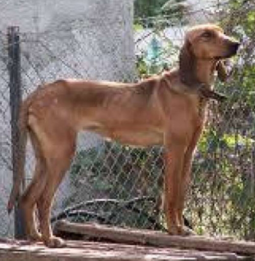 &Chi;ά&theta;&eta;&kappa;&epsilon; &kappa;&alpha;&phi;&epsilon;&tau;ί &kappa;&upsilon;&nu;&eta;&gamma;ό&sigma;&kappa;&upsilon;&lambda;&omicron;