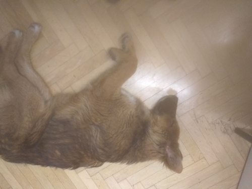 Βρέθηκε σκυλίτσα στα άνω πετραλωνα