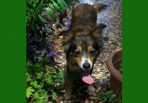 Βρέθηκε θηλυκό σκυλάκι, Χαϊδάρι