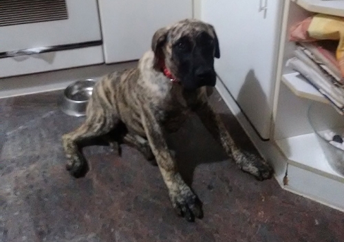 Βρέθηκε θηλυκός σκύλος, Ν. Παραλία Θεσ/νίκης