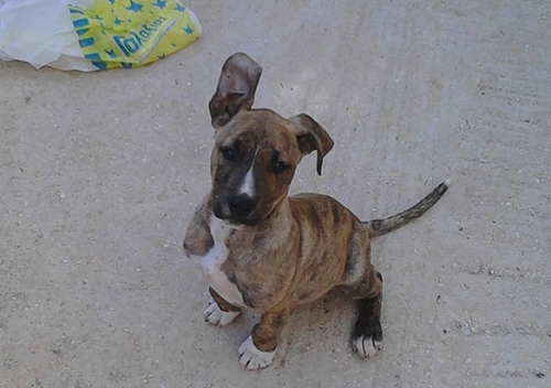 &Chi;ά&theta;&eta;&kappa;&epsilon; &kappa;&alpha;&phi;έ &kappa;&omicron;&upsilon;&tau;ά&beta;&iota;, &Alpha;&rho;&tau;έ&mu;&iota;&delta;&alpha;