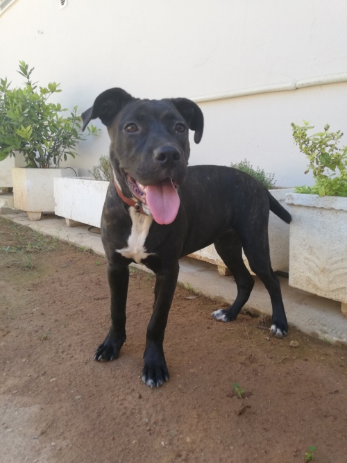 ΒΡΕΘΗΚΕ ΣΚΥΛΙΤΣΑ