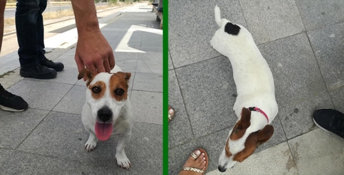 Βρέθηκε σκύλος, Φάληρο