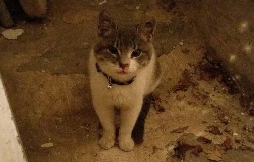 &Chi;ά&theta;&eta;&kappa;&epsilon; &gamma;ά&tau;&omicron;&sigmaf;, &Mu;&omicron;&sigma;&chi;ά&tau;&omicron;