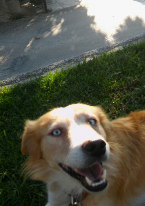 Χάθηκε σκυλάκι στην περιοχή των Βραχνεΐκων, Πάτρα