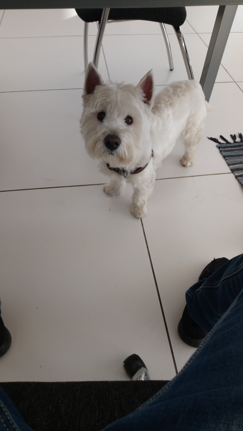 ΧΑΘΗΚΕ WESTIE TERRIER ΠΕΡΙΟΧΗ ΝΕΑΣ ΕΡΥΘΡΑΙΑΣ ΑΡΣΕΝΙΚΟ ΜΕ CHIP ΕΠΑΝ Ω ΤΟΥ