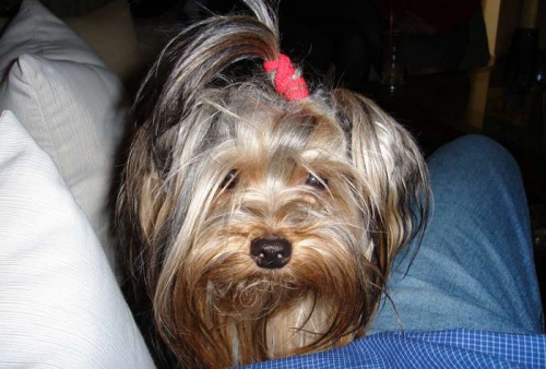 &Chi;ά&theta;&eta;&kappa;&epsilon; &sigma;&kappa;ύ&lambda;&omicron;&sigmaf; Yorkshire, &Alpha;&gamma;. &Alpha;&nu;ά&rho;&gamma;&upsilon;&rho;&omicron;&iota;