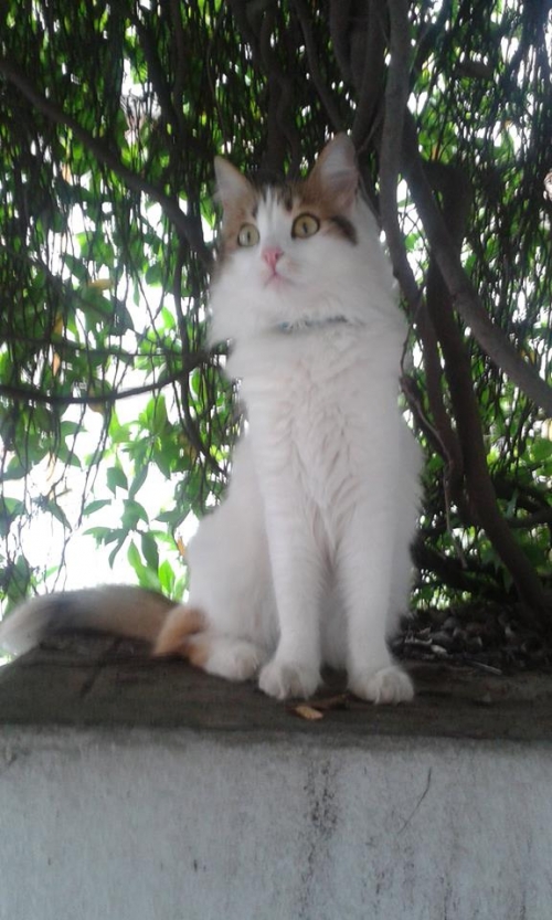 &Chi;ά&theta;&eta;&kappa;&epsilon; &gamma;&alpha;&tau;&omicron;ύ&lambda;&alpha;, &Kappa;&alpha;&beta;ά&lambda;&alpha;