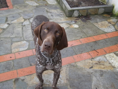 &Chi;ά&theta;&eta;&kappa;&epsilon; &kappa;&alpha;&phi;έ &Kappa;&upsilon;&nu;&eta;&gamma;ό&sigma;&kappa;&upsilon;&lambda;&omicron;, &Theta;&epsilon;&sigma;&sigma;&alpha;&lambda;&omicron;&nu;ί&kappa;&eta;