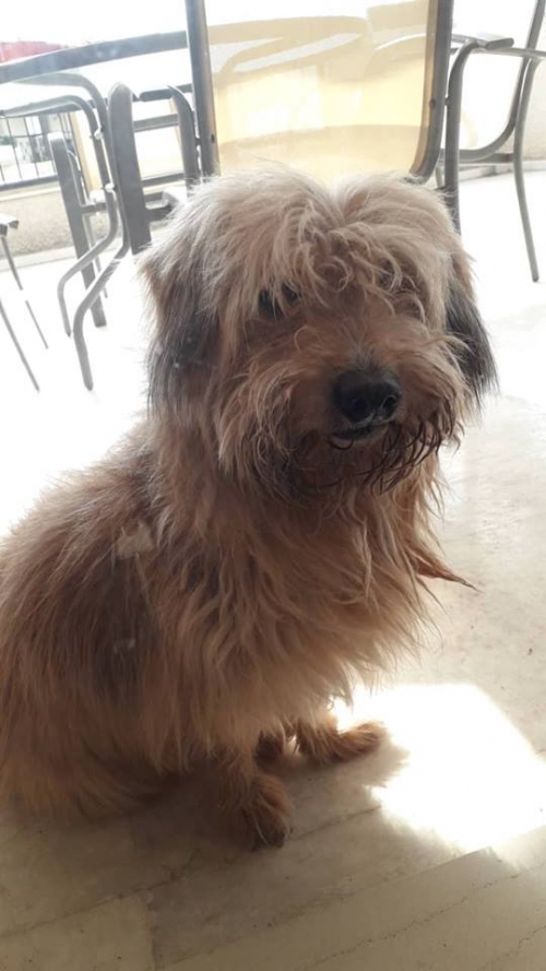 ΒΡΕΘΗΚΕ ΑΡΣΕΝΙΚΟ ΣΚΥΛΑΚΙ ΣΤΟΝ ΑΛΙΜΟ ΧΡΩΜΑΤΟΣ ΜΠΕΖ ΚΑΦΕ