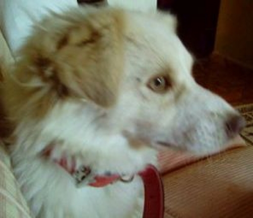 &Chi;ά&theta;&eta;&kappa;&epsilon; ά&sigma;&pi;&rho;&omicron; &mu;&pi;&epsilon;&zeta; &sigma;&kappa;&upsilon;&lambda;ά&kappa;&iota;, &Kappa;&alpha;&beta;ά&lambda;&alpha;