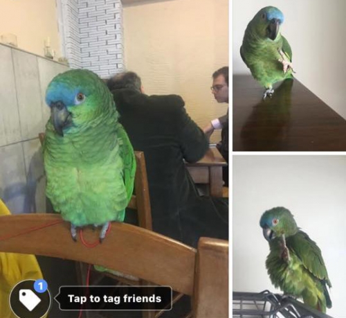 &Chi;ά&theta;&eta;&kappa;&epsilon; &pi;&alpha;&pi;&alpha;&gamma;ά&lambda;&omicron;&sigmaf;, &Pi;&alpha;&lambda;&alpha;&iota;ό &Phi;ά&lambda;&eta;&rho;&omicron;