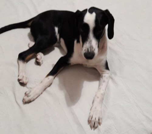 Χάθηκε ασπρόμαυρος σκύλος, Θεσ/νίκη