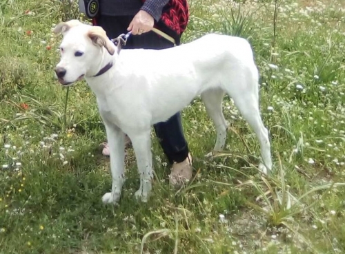 ΧΑΘΗΚΕ ΣΚΥΛΟΣ ΣΤΙΣ ΑΛΥΚΕΣ ΒΟΛΟΥ