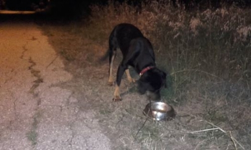 &Chi;ά&theta;&eta;&kappa;&epsilon; &sigma;&kappa;ύ&lambda;&omicron;&sigmaf; &mu;&alpha;ύ&rho;&omicron; &kappa;&alpha;&phi;έ &Theta;&eta;&lambda;&upsilon;&kappa;ό, &Pi;&alpha;&nu;ό&rho;&alpha;&mu;&alpha;