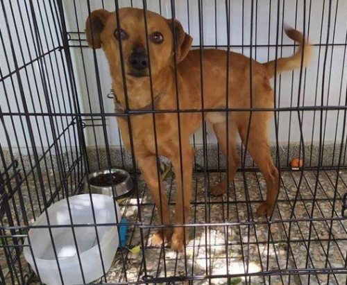 Βρέθηκε καφέ σκύλος, Αγ. Παρασκευή