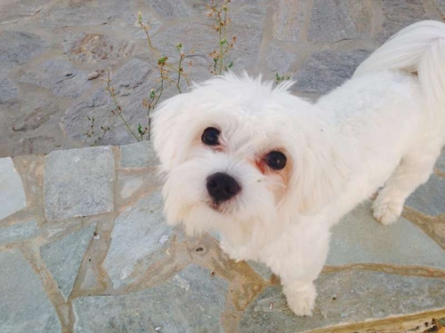 &Chi;ά&theta;&eta;&kappa;&epsilon; &Mu;&alpha;&lambda;&tau;έ&zeta;, &Alpha;&theta;ή&nu;&alpha;