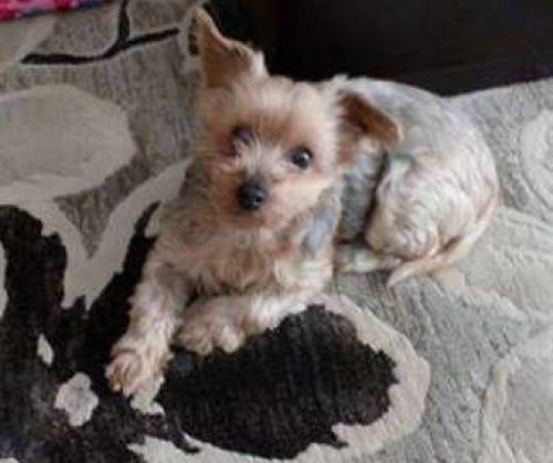 &Beta;&rho;έ&theta;&eta;&kappa;&epsilon; ά&sigma;&pi;&rho;&eta; &sigma;&kappa;&upsilon;&lambda;ί&tau;&sigma;&alpha;