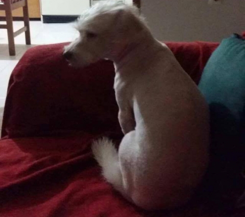 &Chi;ά&theta;&eta;&kappa;&epsilon; &lambda;&epsilon;&upsilon;&kappa;ό &Kappa;&alpha;&nu;ί&sigmaf;, &Theta;&epsilon;&sigma;&sigma;&alpha;&lambda;&omicron;&nu;ί&kappa;&eta;