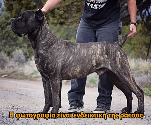 &Chi;ά&theta;&eta;&kappa;&epsilon; &Kappa;ά&nu;&epsilon; &Kappa;ό&rho;&sigma;&omicron;, &Kappa;έ&rho;&kappa;&upsilon;&rho;&alpha;