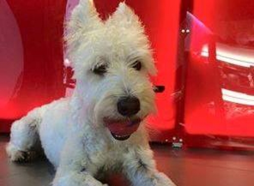 Χάθηκε αρσενικό Τεριέ, Θεσσαλονίκη