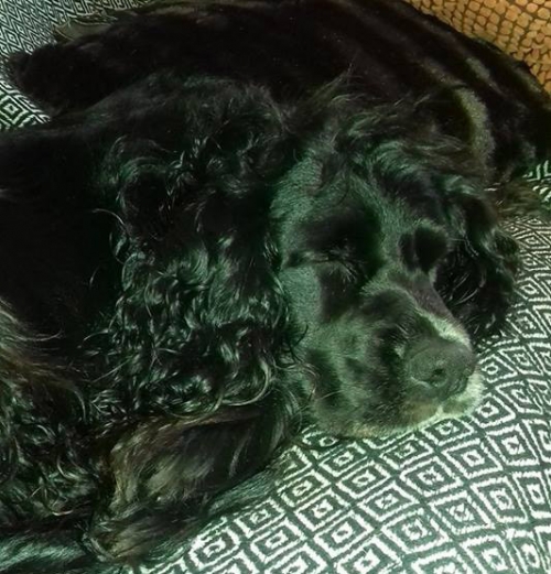 &Chi;ά&theta;&eta;&kappa;&epsilon; &mu;&alpha;ύ&rho;&omicron;&sigmaf; &sigma;&kappa;ύ&lambda;&omicron;&sigmaf;, &Pi;&epsilon;&tau;&rho;&omicron;ύ&pi;&omicron;&lambda;&eta;