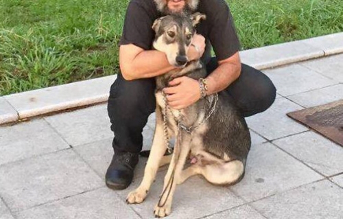 Χάθηκε σκύλος, Πετρούπολη