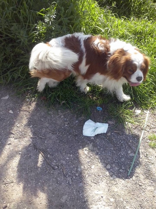 &Beta;&rho;έ&theta;&eta;&kappa;&epsilon; &Kappa;&alpha;&beta;&alpha;&lambda;&iota;έ&rho;, &Sigma;&tau;&alpha;&upsilon;&rho;&omicron;ύ&pi;&omicron;&lambda;&eta;