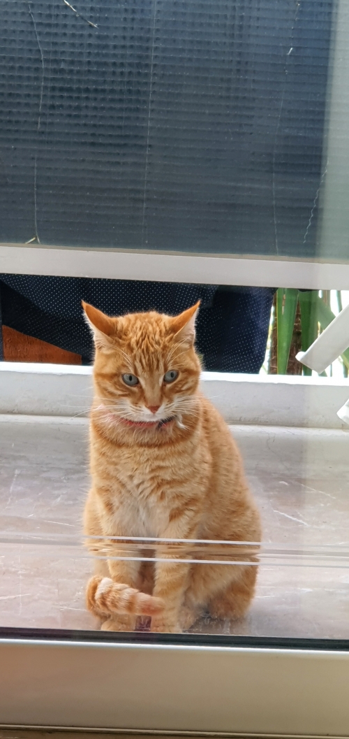 Χάθηκε η γατούλα μας.