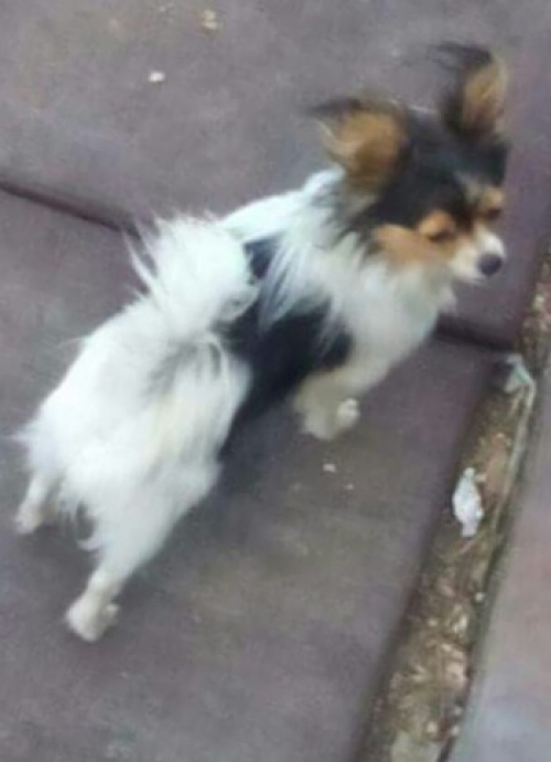 &Chi;ά&theta;&eta;&kappa;&epsilon; ά&sigma;&pi;&rho;&omicron; &kappa;&alpha;&phi;έ &mu;&alpha;ύ&rho;&omicron;, &Kappa;ύ&pi;&rho;&omicron;&sigmaf;