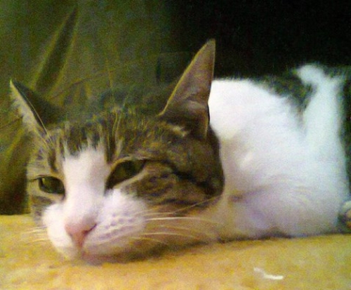 &Chi;ά&theta;&eta;&kappa;&epsilon; &gamma;ά&tau;&omicron;&sigmaf;, &Phi;&iota;&lambda;&omicron;&theta;έ&eta;