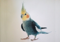 Χάθηκε παπαγάλος, Σταυρούπολη Θεσ/νίκης