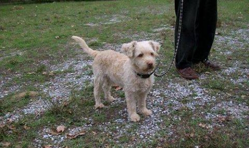 &Chi;ά&theta;&eta;&kappa;&epsilon; &mu;&pi;&epsilon;&zeta; &sigma;&kappa;&upsilon;&lambda;ά&kappa;&iota;, &Sigma;έ&rho;&rho;&epsilon;&sigmaf;