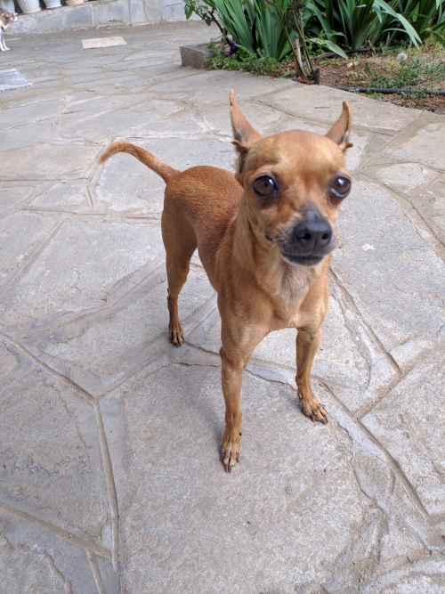 Βρέθηκε πίνσερ στο Πανόραμα Θεσσαλονίκης, περιοχή Λυκείου.