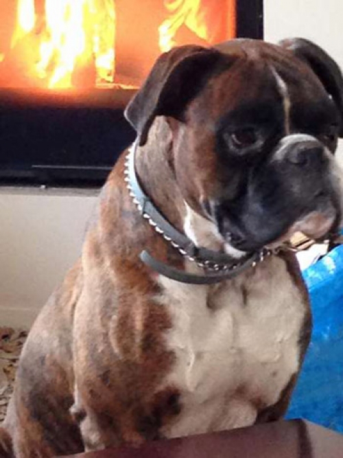 Χάθηκε Μπόξερ στις Αχαρνές