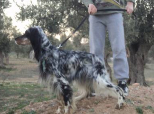 Χάθηκε θηλυκό Σέτερ, Κηφισιά