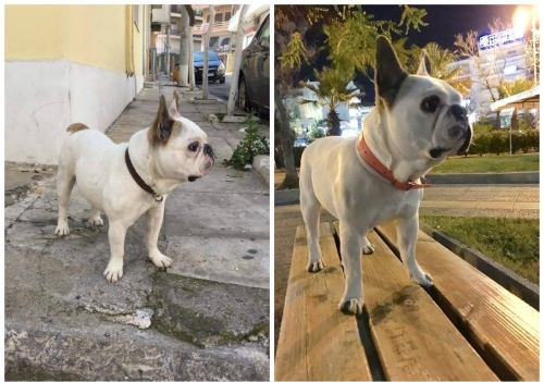 Χάθηκε άσπρο Γαλλικό Μπουλντόγκ, Νίκαια