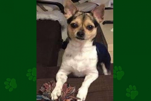 &Chi;ά&theta;&eta;&kappa;&epsilon; &Tau;&sigma;&iota;&omicron;&upsilon;ά&omicron;&upsilon;&alpha; &sigma;&tau;&omicron;&nu; &Phi;&lambda;&omicron;ί&sigma;&beta;&omicron;