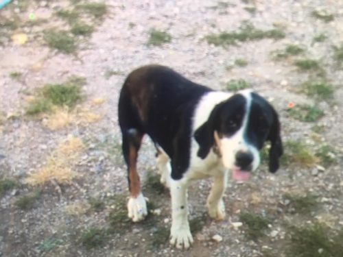 SOS!!!! ΧΑΘΗΚΕ Ο ΜΙΚΥ