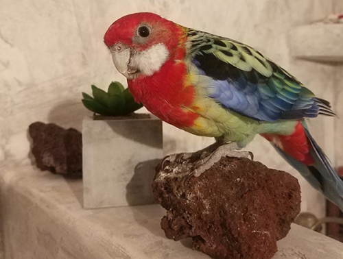 &Chi;ά&theta;&eta;&kappa;&epsilon; &pi;&alpha;&pi;&alpha;&gamma;ά&lambda;&omicron;&sigmaf; &Rho;&omicron;&zeta;έ&lambda;&alpha;, &Mu;&epsilon;&nu;ί&delta;&iota;