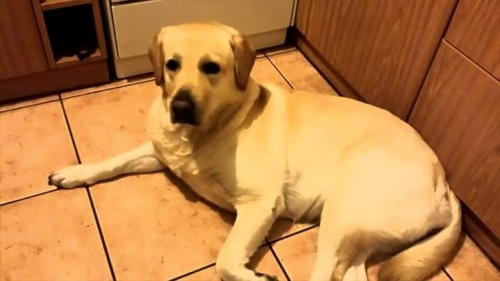 &Chi;ά&theta;&eta;&kappa;&epsilon; &mu;&pi;&epsilon;&zeta; &Lambda;ά&mu;&pi;&rho;&alpha;&nu;&tau;&omicron;&rho;, &Chi;&alpha;ϊ&delta;ά&rho;&iota;