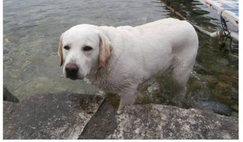 Χάθηκε μπεζ Λάμπραντορ, Άνω Γλυφάδα