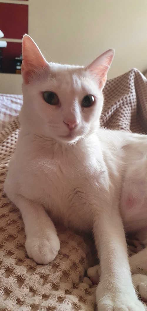 Χάθηκε γάτα στο Λυκαβηττό