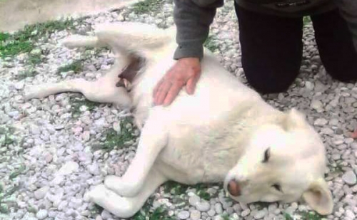 Χάθηκε λευκό Λάμπραντορ, Αμφίκλεια