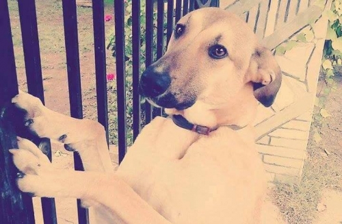 &Chi;ά&theta;&eta;&kappa;&epsilon; &mu;&pi;&epsilon;&zeta; &kappa;&alpha;&phi;έ &sigma;&kappa;&upsilon;&lambda;ά&kappa;&iota;, &Kappa;&omicron;&zeta;ά&nu;&eta;